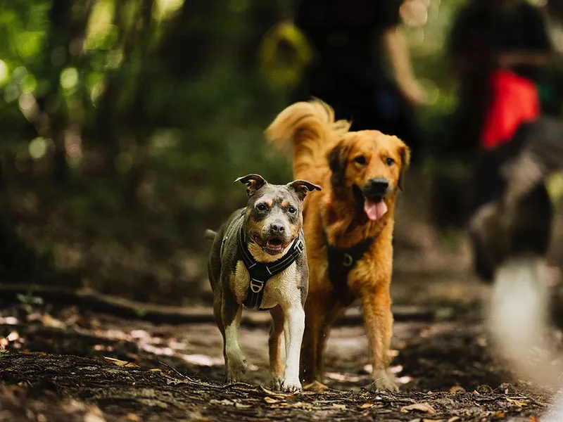 Balade collective en forêt avec des chiens