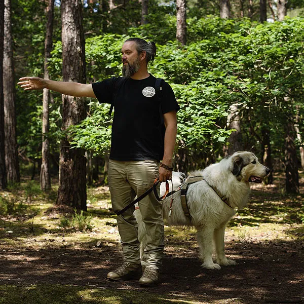 Balade collective en forêt avec les chiens