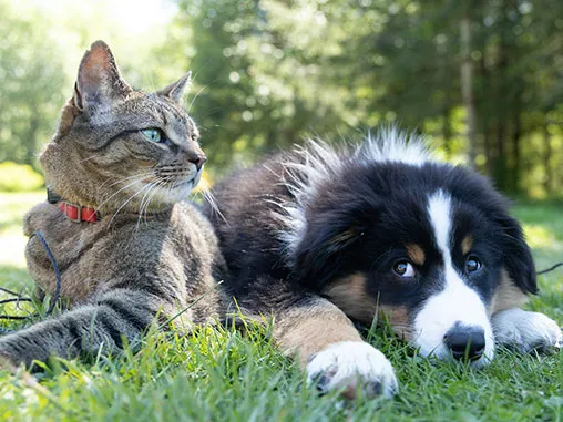 Bilan comportemental avec un chien