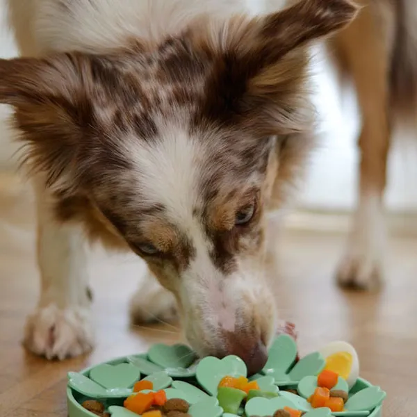 Chien reniflant une assiette de nourriture au sol