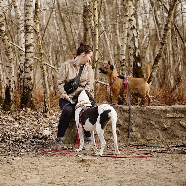 Séance d'éducation et de comportement avec un chien