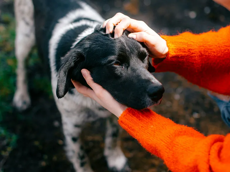Stage de formation — soins et bien-être canin