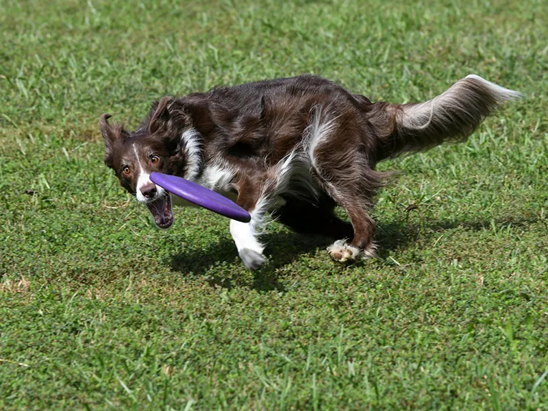 Sports canins — canicross en forêt