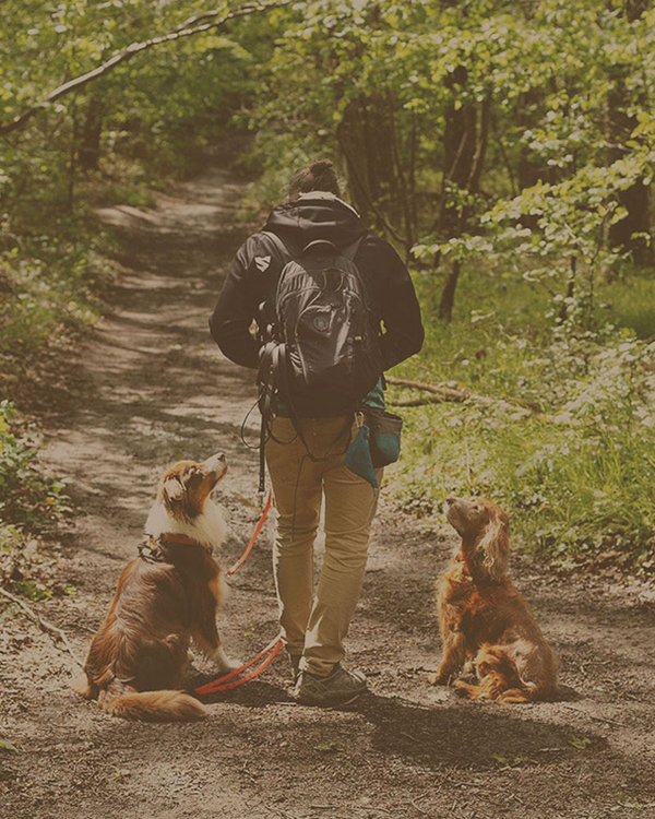 Éducateur canin en séance avec un chien