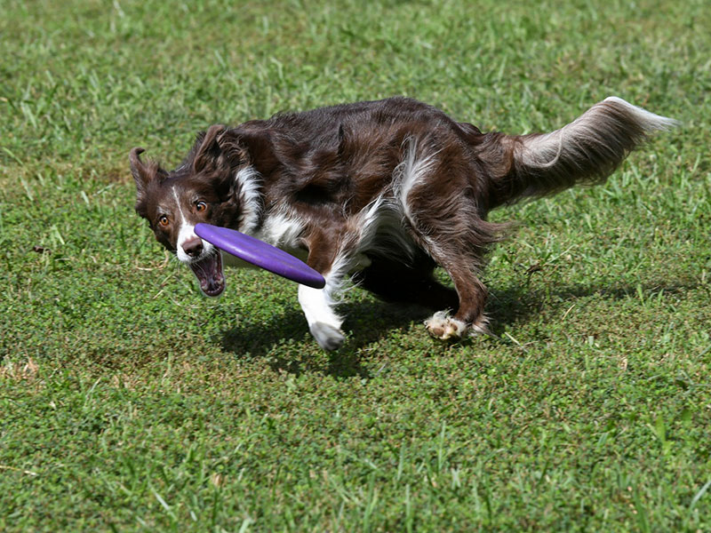 Sports canins — canicross en forêt
