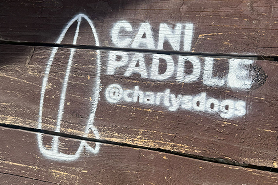 Chien sur une planche de paddle avec son maître