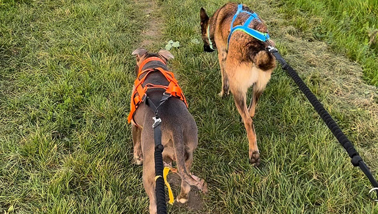 Chiens et maîtres lors de la cani-rando de l'Epiphanie