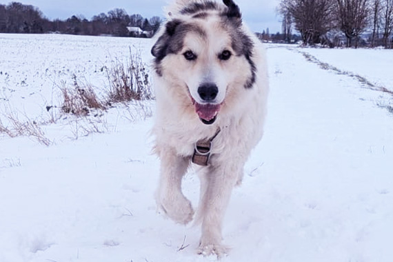 Chien courant dans la neige