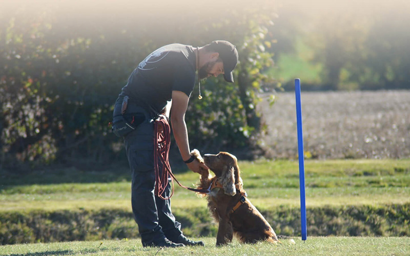 Éducation canine positive : le guide complet