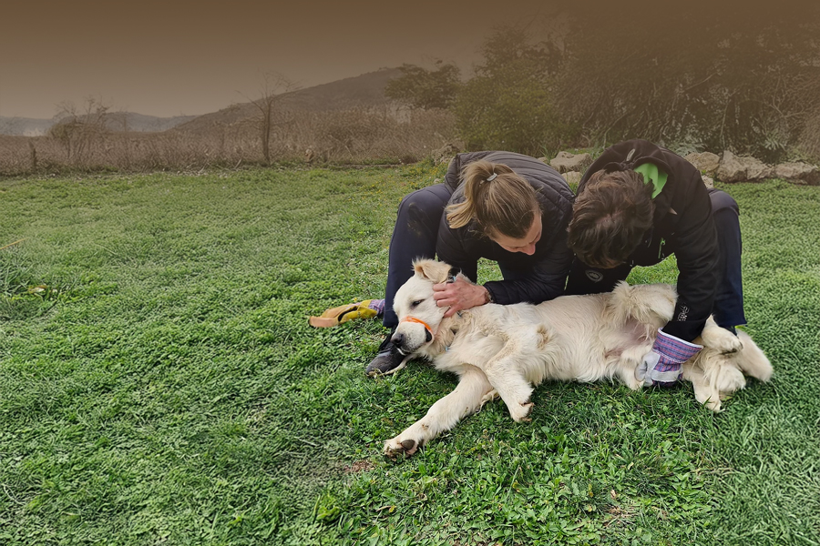 Deux personnes apportant des soins à un chien lors de la formation premiers secours