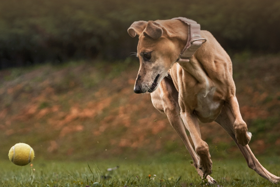 Chien courant après une balle dans un jardin