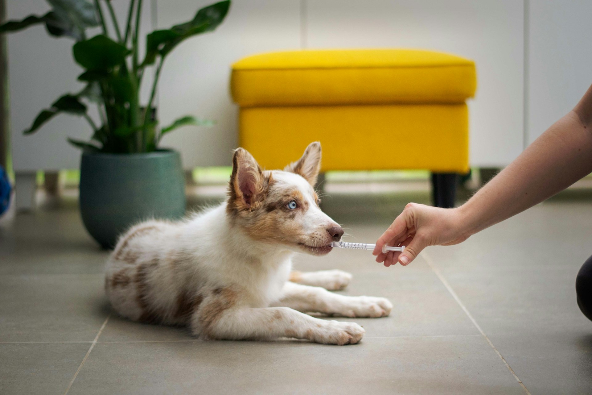 Medical training en éducation canine positive : accompagner son chien vers des soins sans stress