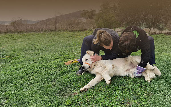 Formation premiers secours canins avec un mannequin de chien