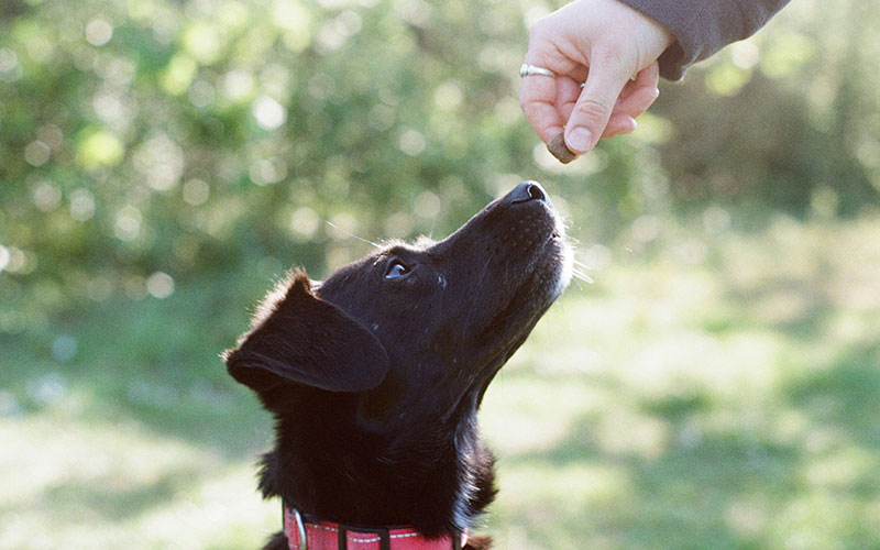 Éducatrice récompensant un chien avec une friandise lors d'une séance