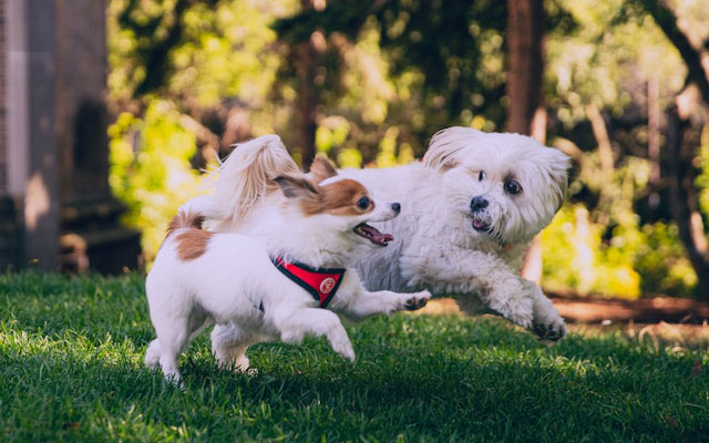 Chiots jouant ensemble lors d'un cours d'école des chiots